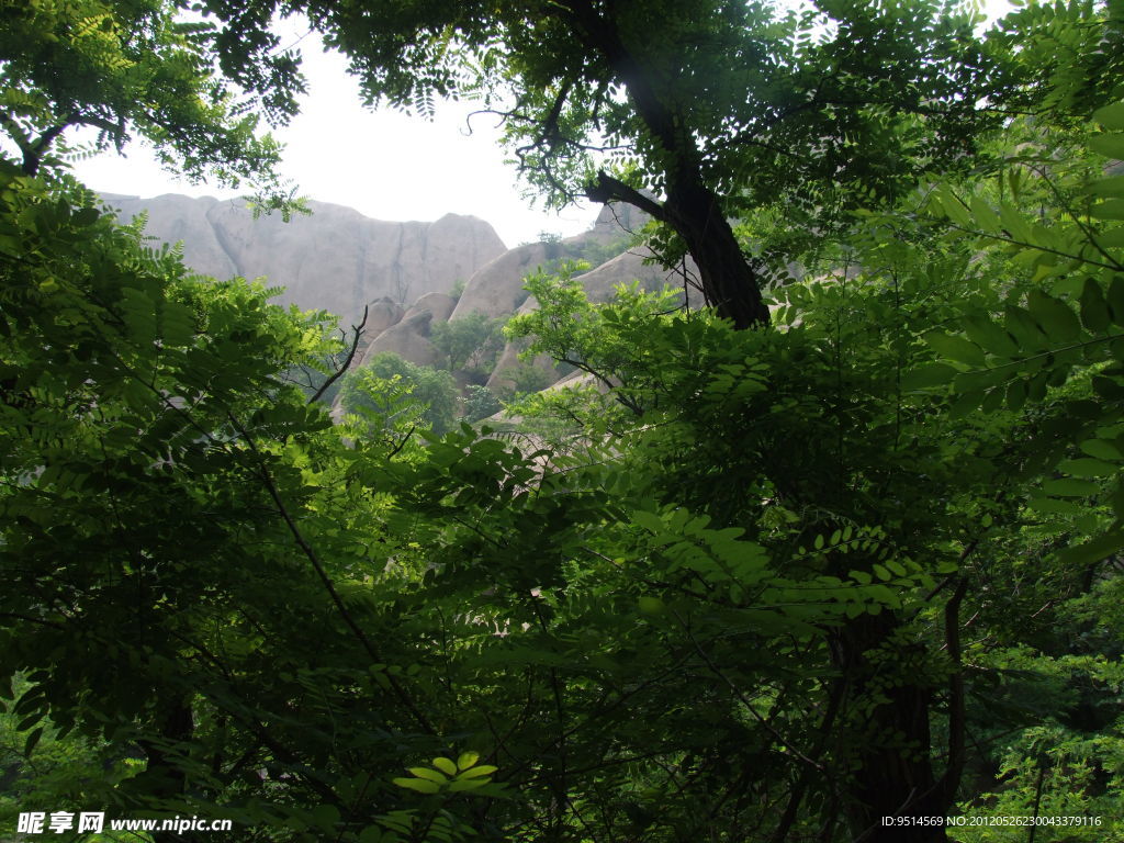 风景绿树