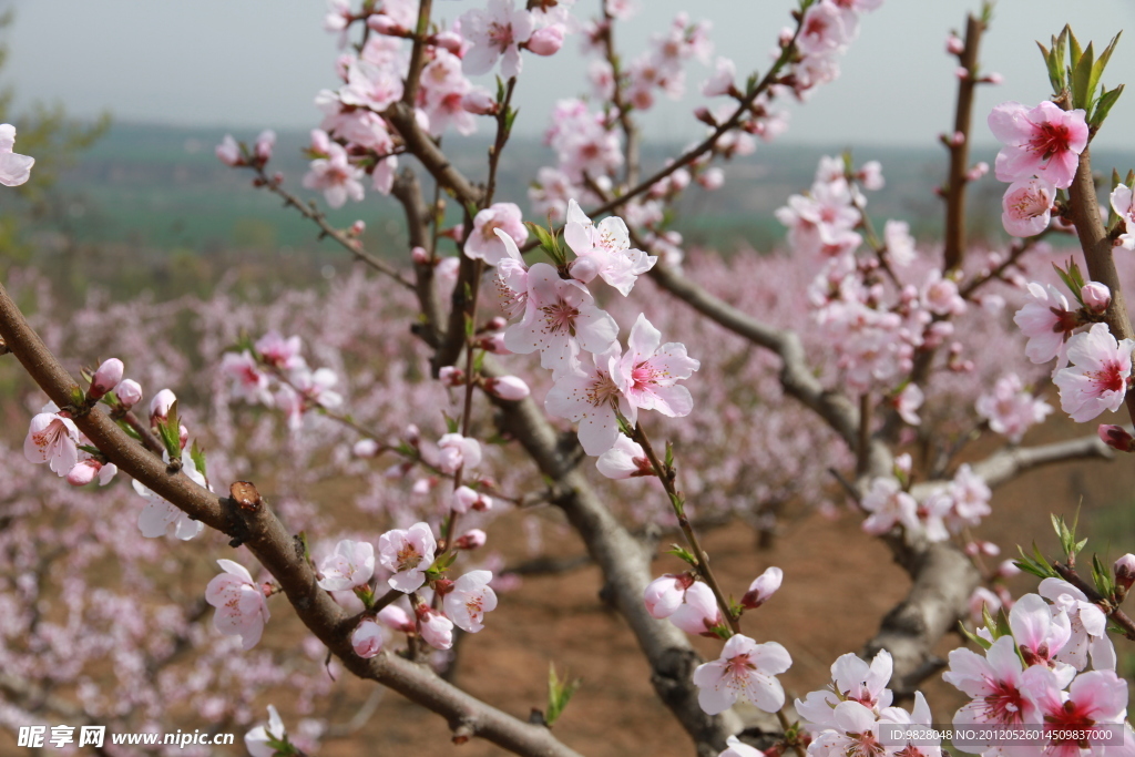 桃花源