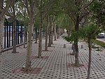 一排小树