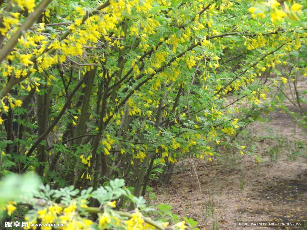 绿树黄花