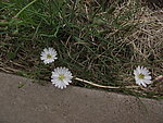 野花