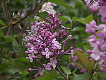 丁香花