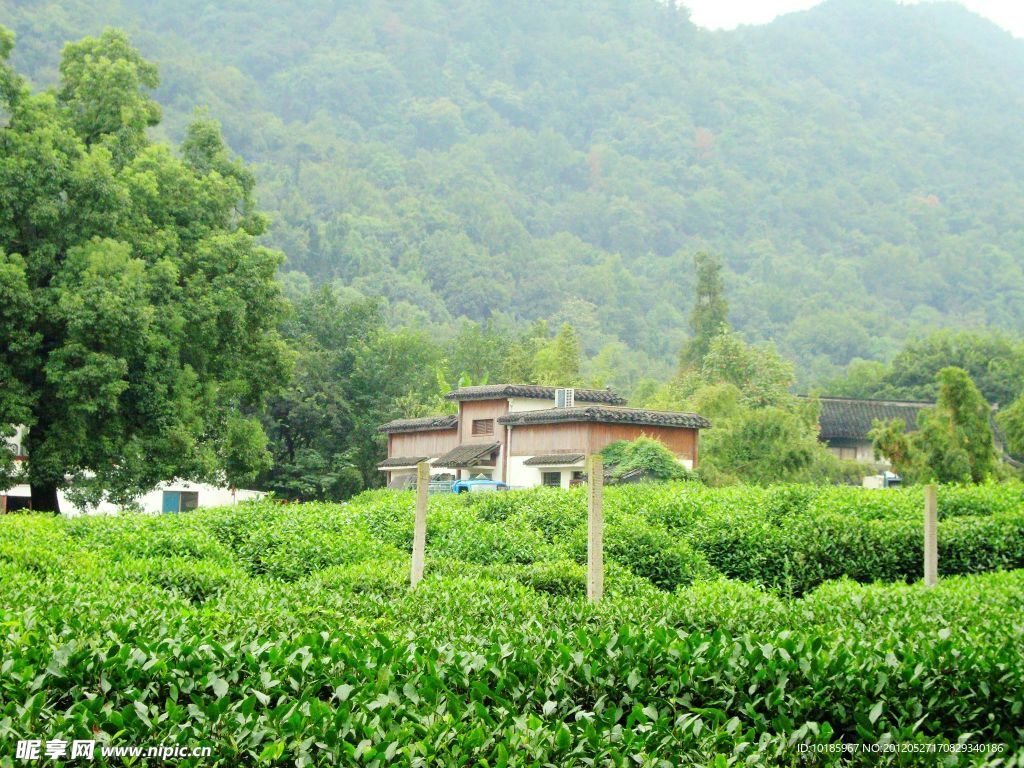江南 茶园