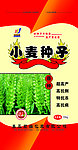 小麦种子