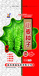 小麦种子