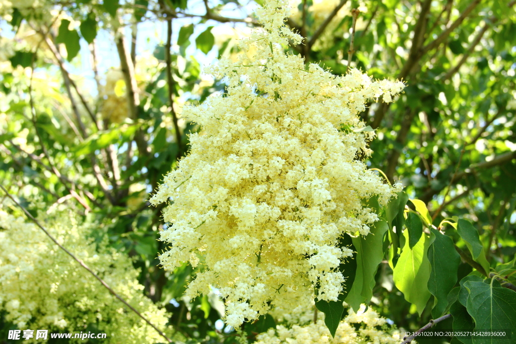 黄色花