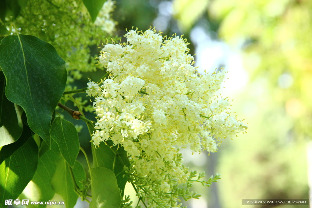 黄色花