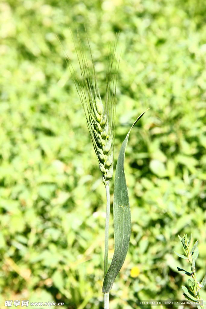 麦穗