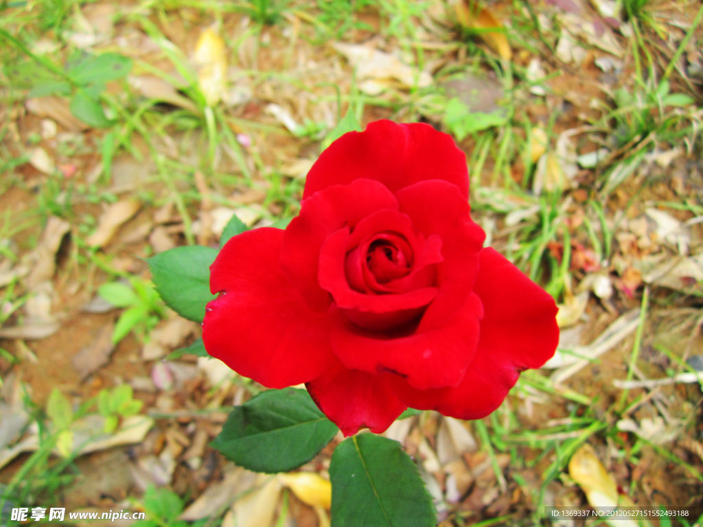 月季花