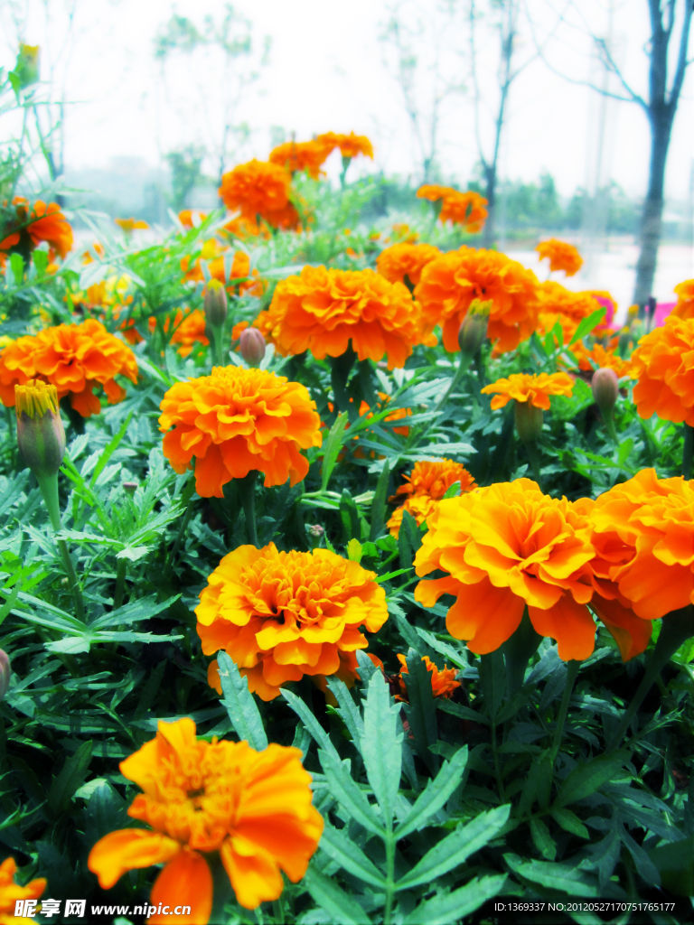 黄花