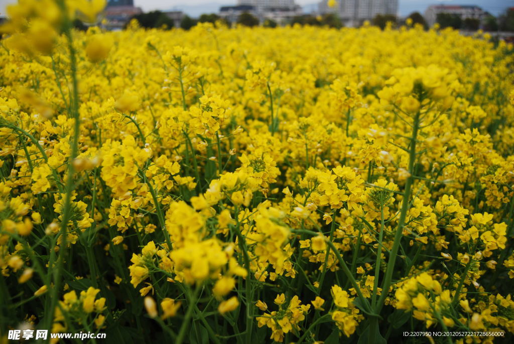 油菜花