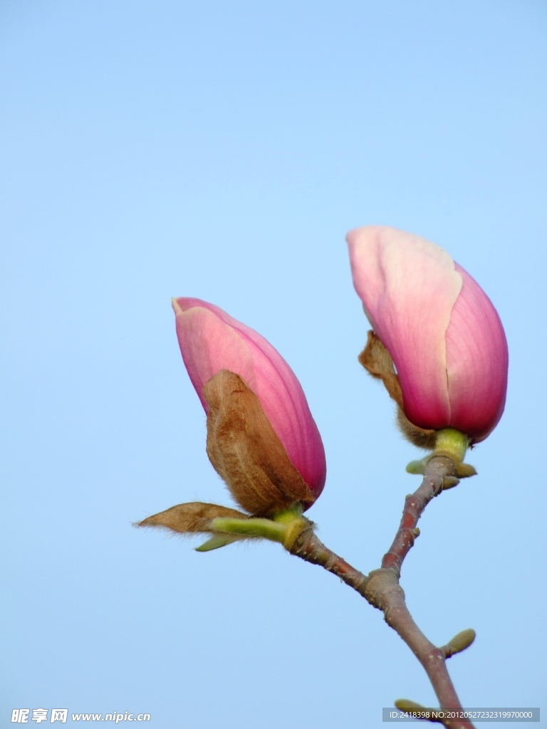 广玉兰花蕾