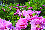 月季花