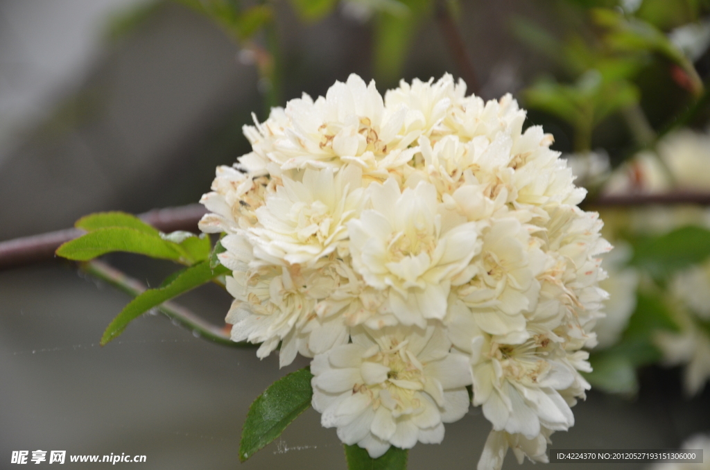 木香花