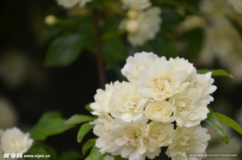 木香花