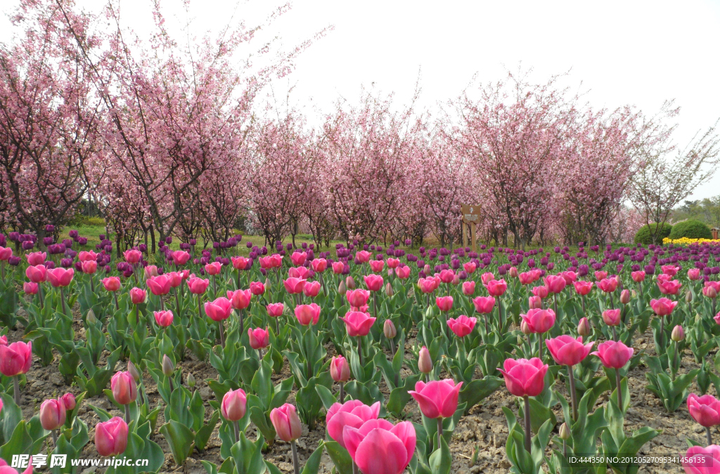 郁金香花