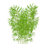 SketchUp竹子