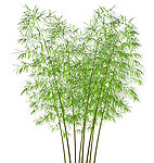 SketchUp竹子