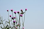蝶恋花