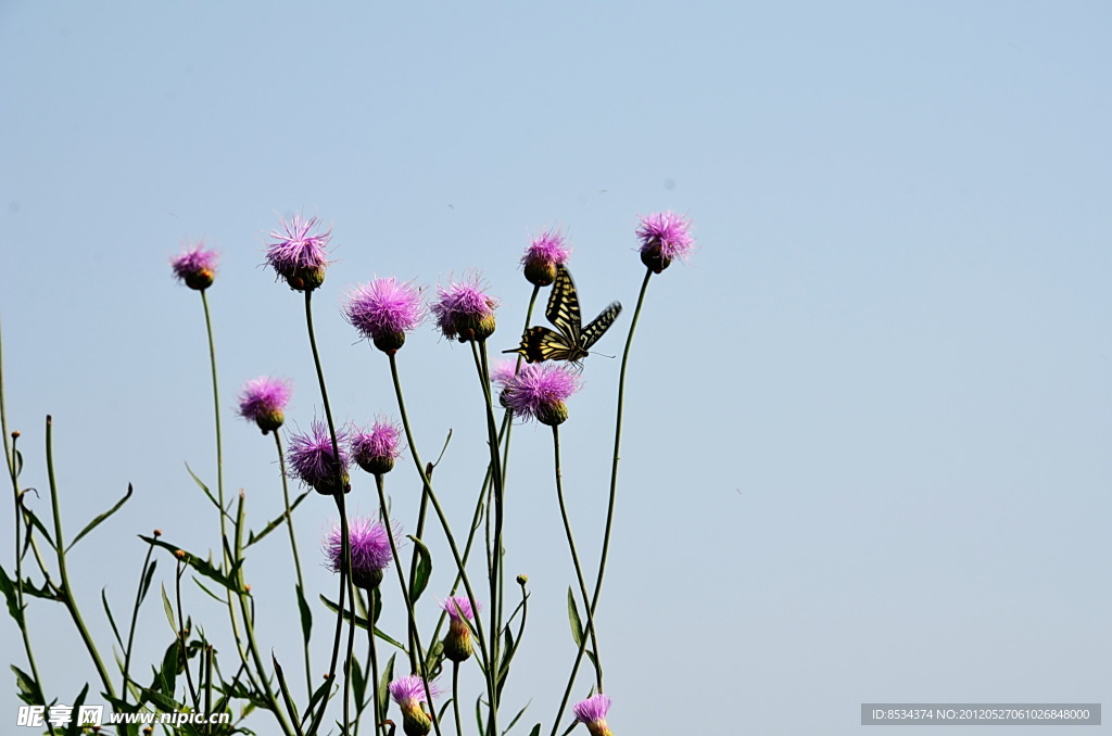 蝶恋花