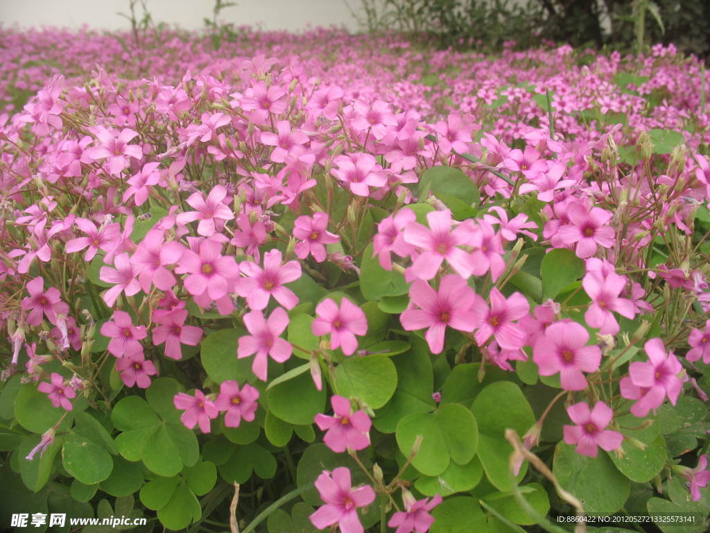 校园小红花