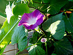 紫色牵牛花
