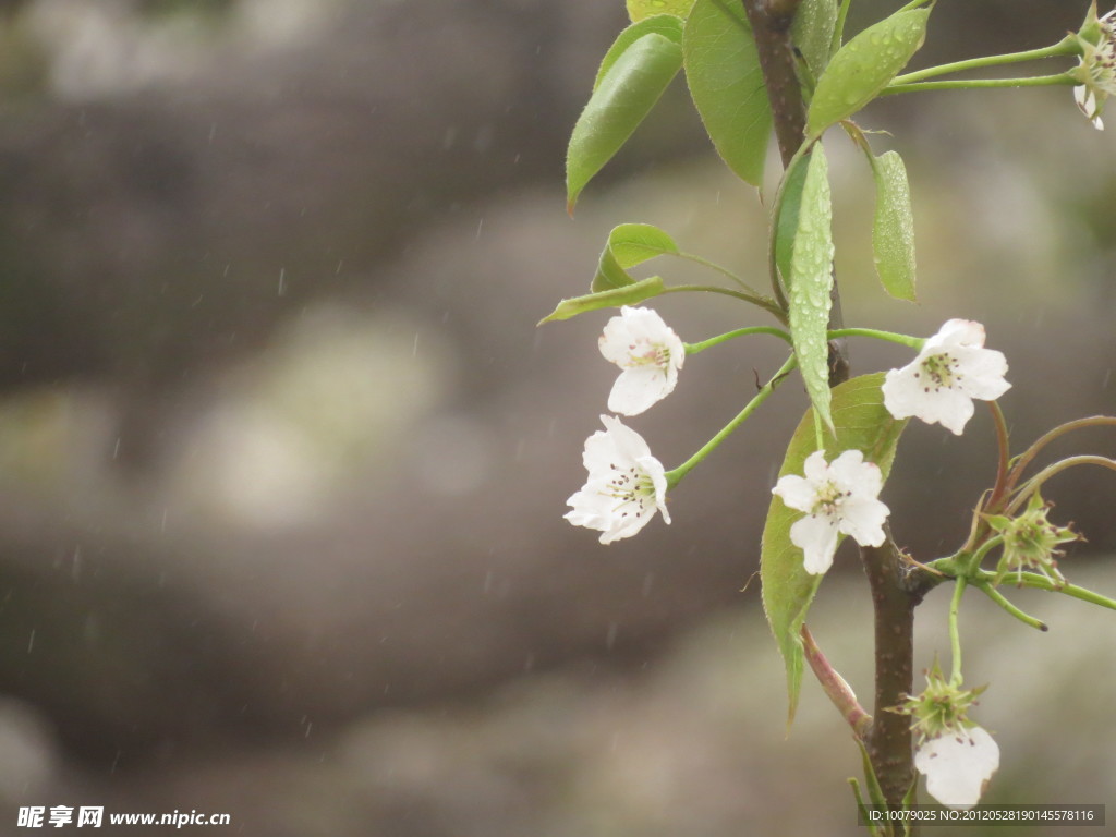 雨后梨花