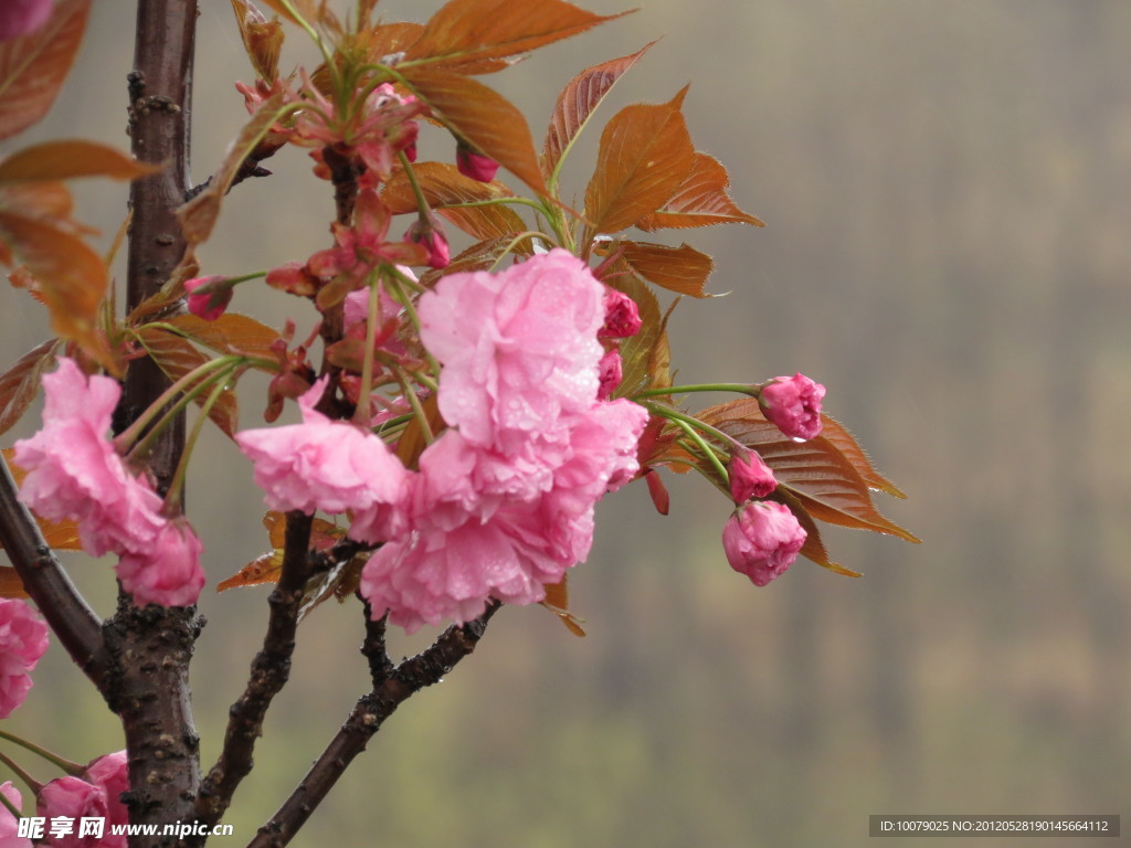 樱花