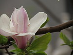 玉兰