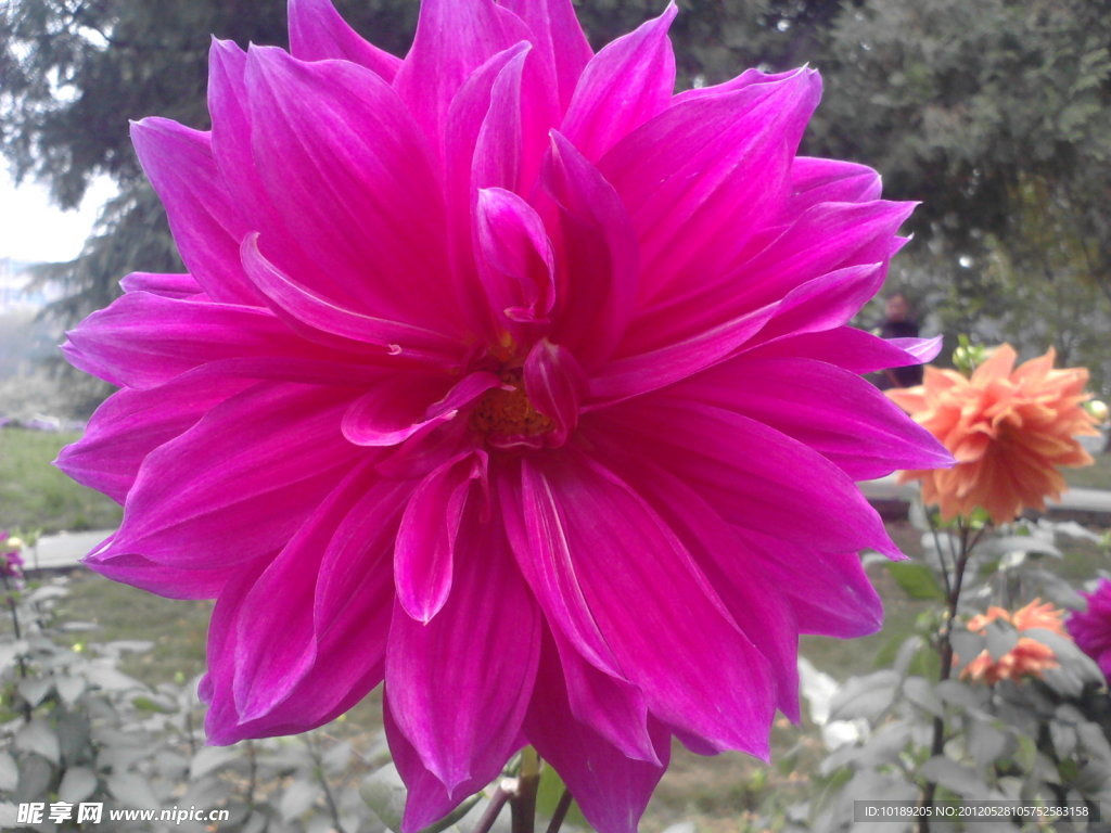 绽放菊花