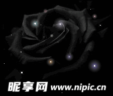 黑玫瑰