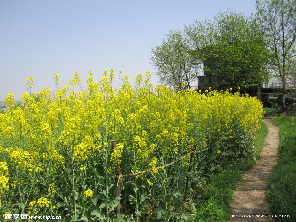 油菜花