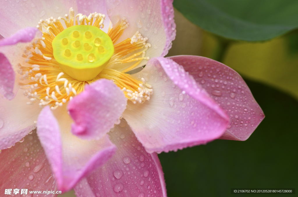 雨后莲花