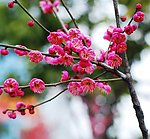 梅花