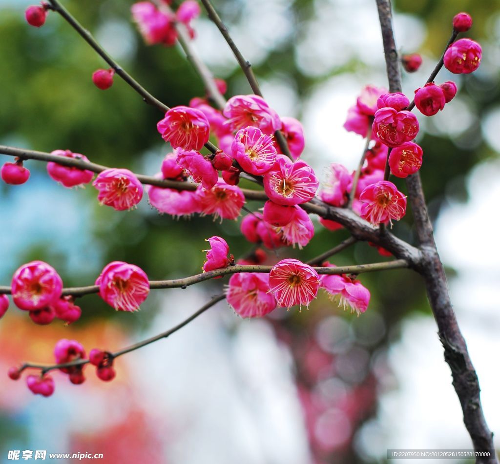 梅花
