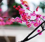 梅花
