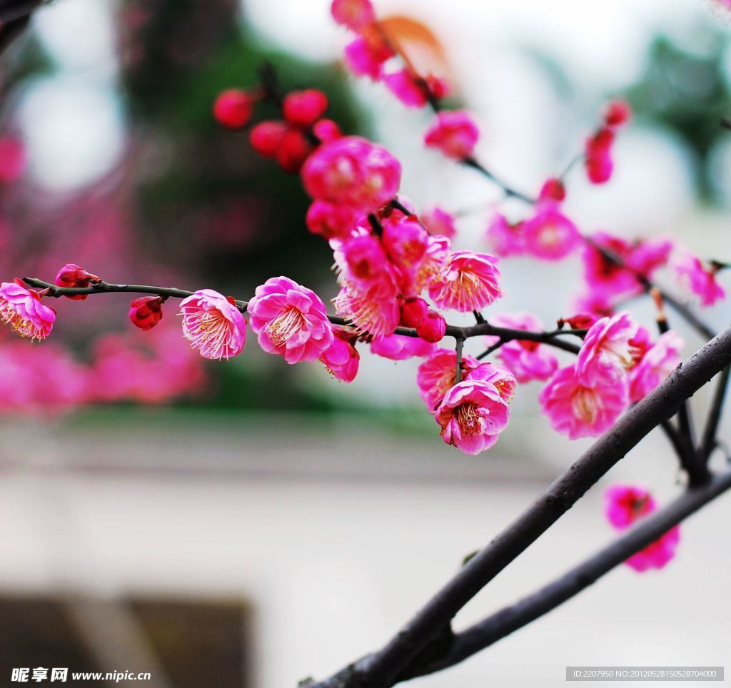 梅花