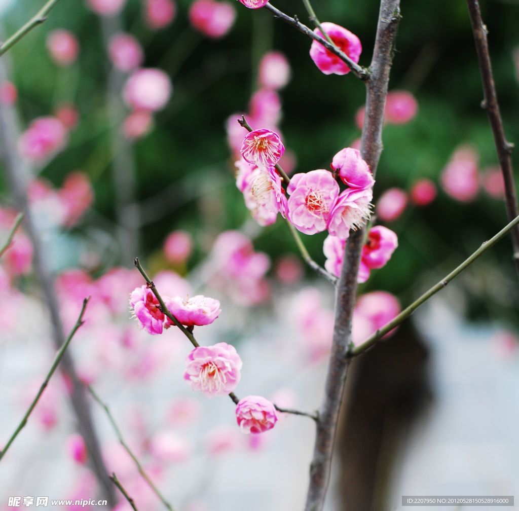 梅花