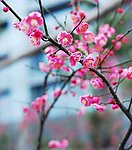 梅花