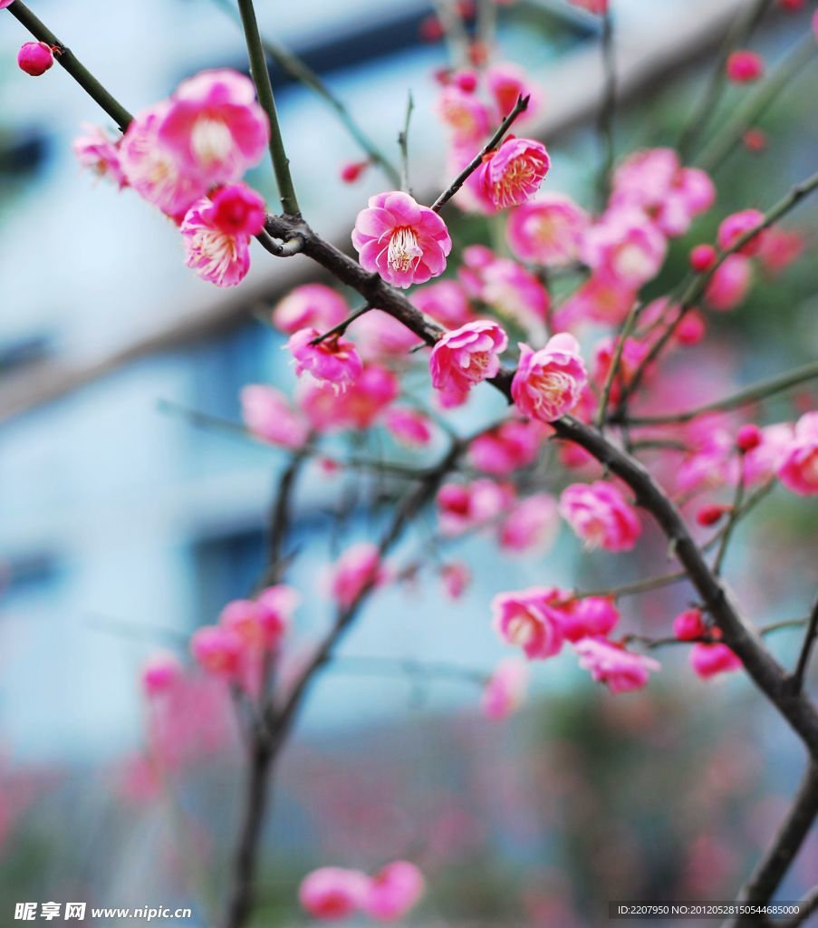 梅花