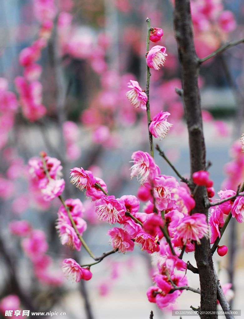 梅花