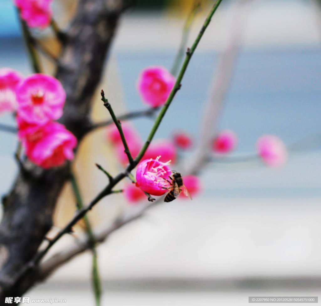 梅花