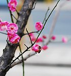 梅花