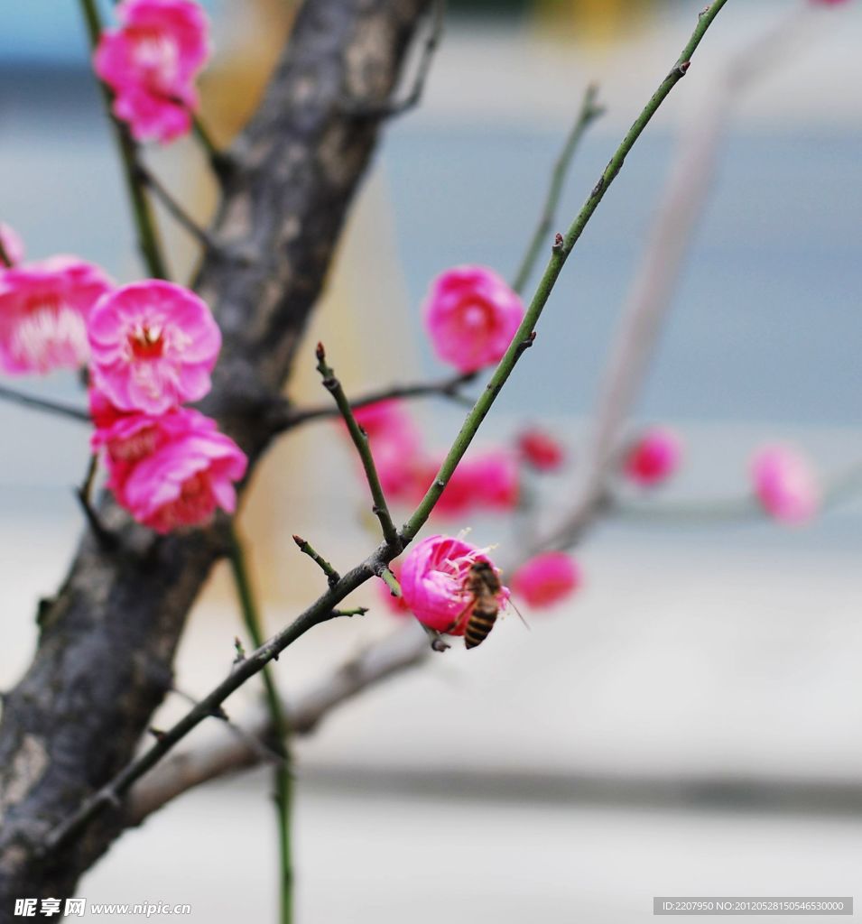 梅花