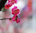 梅花
