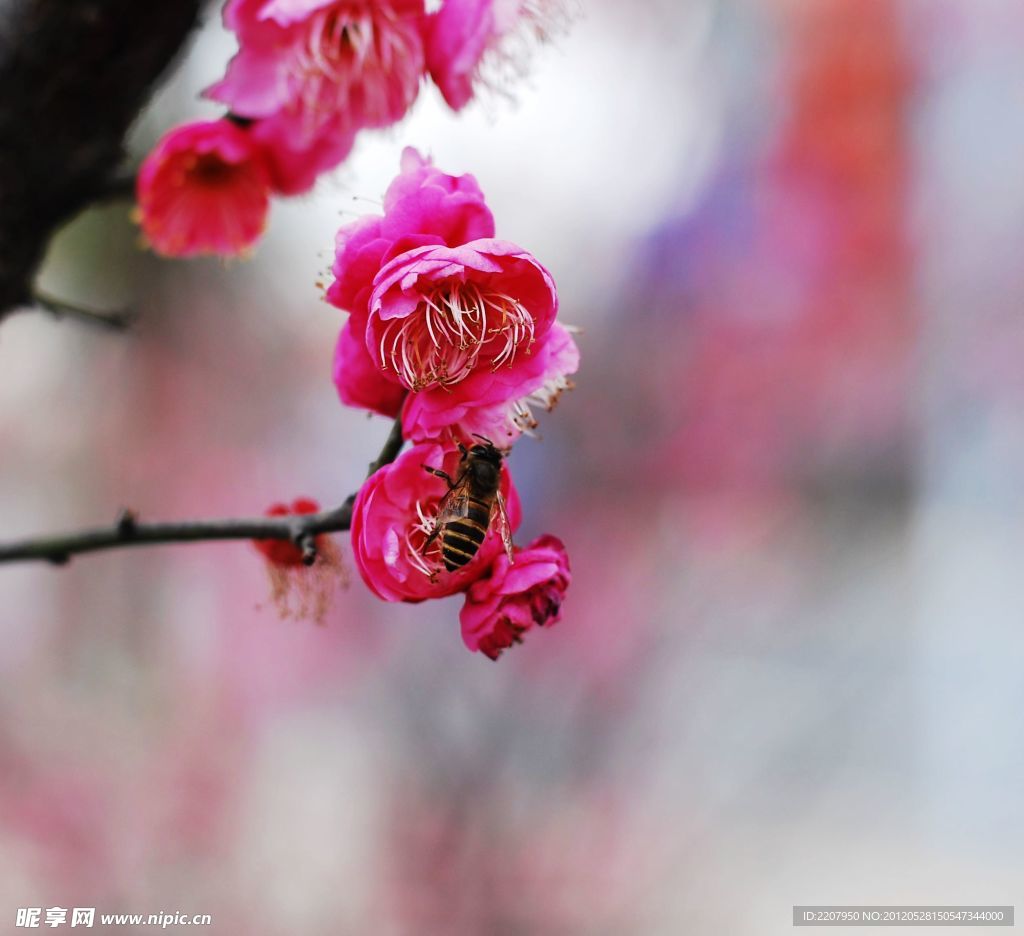 梅花