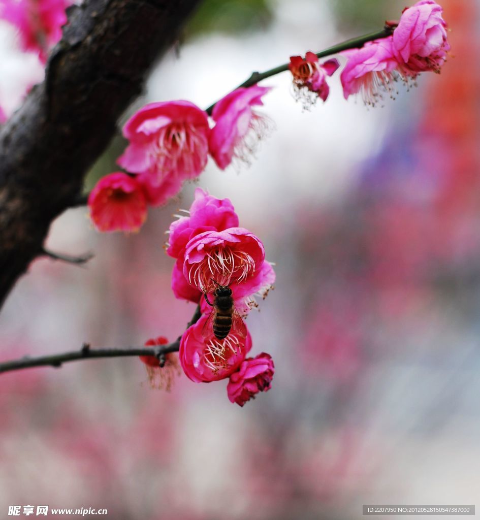 梅花