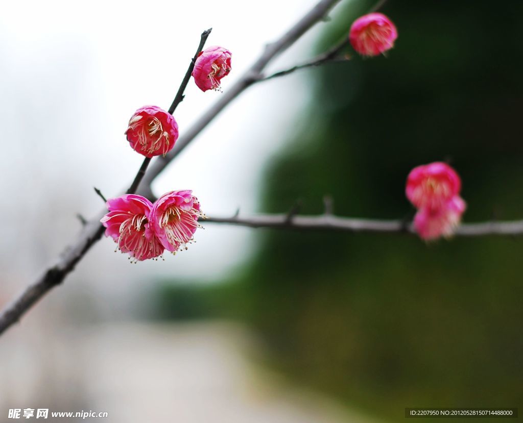 梅花