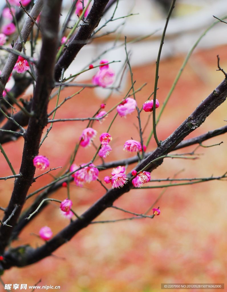 梅花