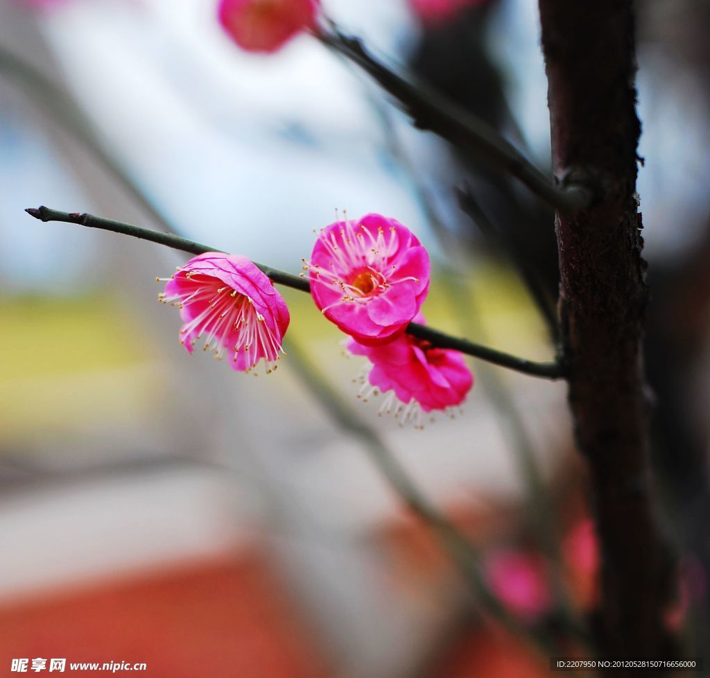 梅花